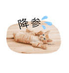 チャールズチャイ（個別スタンプ：5）