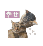 コムギ日記のフォロワー様スタンプ③（個別スタンプ：38）