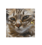 コムギ日記のフォロワー様スタンプ③（個別スタンプ：40）