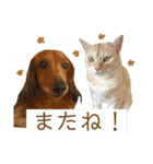 コムギ日記のフォロワー様スタンプ②（個別スタンプ：5）