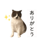 コムギ日記のフォロワー様スタンプ②（個別スタンプ：6）