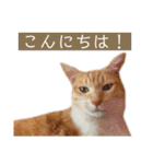 コムギ日記のフォロワー様スタンプ②（個別スタンプ：12）