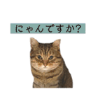 コムギ日記のフォロワー様スタンプ②（個別スタンプ：19）