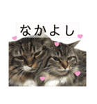 コムギ日記のフォロワー様スタンプ②（個別スタンプ：31）