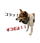 みんなみんなかわいい子たち（個別スタンプ：3）