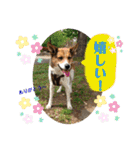 みんなみんなかわいい子たち（個別スタンプ：11）