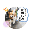 みんなみんなかわいい子たち（個別スタンプ：12）