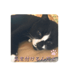 みんなみんなかわいい子たち（個別スタンプ：19）