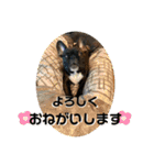 みんなみんなかわいい子たち（個別スタンプ：33）