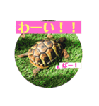 みんなみんなかわいい子たち（個別スタンプ：36）