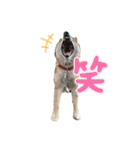 芝犬たわし（個別スタンプ：5）