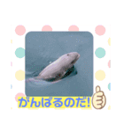 海。空撮スタンプ③（個別スタンプ：11）
