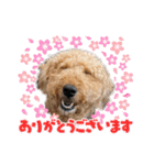 エアデールテリア 風羽ちゃん（個別スタンプ：1）
