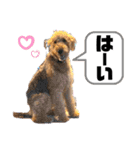 エアデールテリア 風羽ちゃん（個別スタンプ：3）