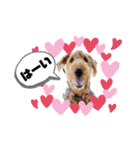 エアデールテリア 風羽ちゃん（個別スタンプ：4）