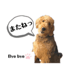 エアデールテリア 風羽ちゃん（個別スタンプ：12）