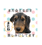 エアデールテリア 風羽ちゃん（個別スタンプ：13）