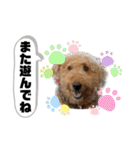 エアデールテリア 風羽ちゃん（個別スタンプ：14）