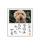エアデールテリア 風羽ちゃん（個別スタンプ：15）