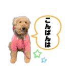 エアデールテリア 風羽ちゃん（個別スタンプ：19）