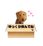 エアデールテリア 風羽ちゃん（個別スタンプ：21）
