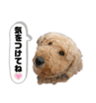エアデールテリア 風羽ちゃん（個別スタンプ：23）