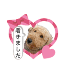 エアデールテリア 風羽ちゃん（個別スタンプ：24）