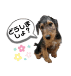 エアデールテリア 風羽ちゃん（個別スタンプ：25）