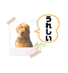 エアデールテリア 風羽ちゃん（個別スタンプ：30）