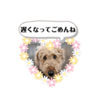 エアデールテリア 風羽ちゃん（個別スタンプ：32）