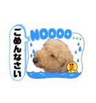 エアデールテリア 風羽ちゃん（個別スタンプ：33）