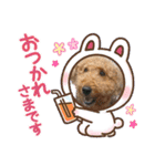 エアデールテリア 風羽ちゃん（個別スタンプ：34）