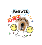 エアデールテリア 風羽ちゃん（個別スタンプ：35）