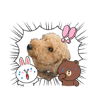 エアデールテリア 風羽ちゃん（個別スタンプ：36）