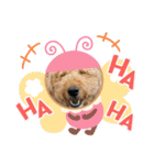 エアデールテリア 風羽ちゃん（個別スタンプ：37）