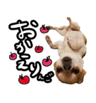 NIKE❤PUMA（個別スタンプ：8）