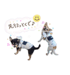 NIKE❤PUMA（個別スタンプ：17）