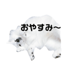 日本スピッツ★ユキチ（個別スタンプ：2）