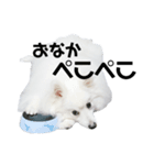 日本スピッツ★ユキチ（個別スタンプ：14）