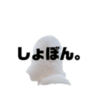 日本スピッツ★ユキチ（個別スタンプ：15）