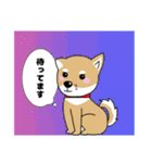 柴犬 さんちゃんスタンプ イラスト（個別スタンプ：16）