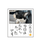 ふれぶるのはなちゃん（個別スタンプ：7）