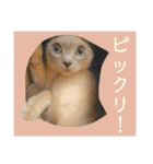 コムギ日記のフォロワー様スタンプ④（個別スタンプ：13）