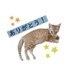 コムギ日記のフォロワー様スタンプ④（個別スタンプ：20）