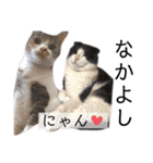 コムギ日記のフォロワー様スタンプ④（個別スタンプ：31）