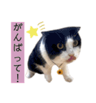 コムギ日記のフォロワー様スタンプ④（個別スタンプ：35）