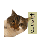 コムギ日記のフォロワー様スタンプ④（個別スタンプ：38）