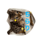 ベンガルねこのフェリスくん パート2（個別スタンプ：1）