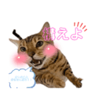 ベンガルねこのフェリスくん パート2（個別スタンプ：2）