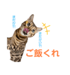 ベンガルねこのフェリスくん パート2（個別スタンプ：3）